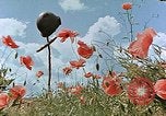 Image tombe d'un soldat américain Allemagne, 1945, de la seconde 31 séquences d'archives historiques vidéo 65675036103