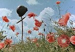 Image tombe d'un soldat américain Allemagne, 1945, de la seconde 32 séquences d'archives historiques vidéo 65675036103