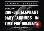 Image New Born Baby Elephant l'Europe, 1938, de la seconde 3 séquences d'archives historiques vidéo 65675036139