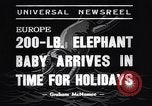 Image New Born Baby Elephant l'Europe, 1938, de la seconde 4 séquences d'archives historiques vidéo 65675036139