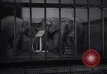 Image New Born Baby Elephant l'Europe, 1938, de la seconde 8 séquences d'archives historiques vidéo 65675036139