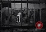 Image New Born Baby Elephant l'Europe, 1938, de la seconde 9 séquences d'archives historiques vidéo 65675036139