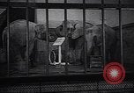 Image New Born Baby Elephant l'Europe, 1938, de la seconde 11 séquences d'archives historiques vidéo 65675036139