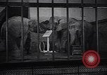 Image New Born Baby Elephant l'Europe, 1938, de la seconde 12 séquences d'archives historiques vidéo 65675036139