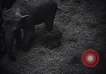 Image New Born Baby Elephant l'Europe, 1938, de la seconde 13 séquences d'archives historiques vidéo 65675036139