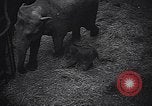 Image New Born Baby Elephant l'Europe, 1938, de la seconde 14 séquences d'archives historiques vidéo 65675036139