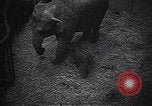 Image New Born Baby Elephant l'Europe, 1938, de la seconde 15 séquences d'archives historiques vidéo 65675036139