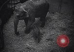 Image New Born Baby Elephant l'Europe, 1938, de la seconde 16 séquences d'archives historiques vidéo 65675036139