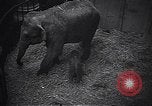 Image New Born Baby Elephant l'Europe, 1938, de la seconde 17 séquences d'archives historiques vidéo 65675036139
