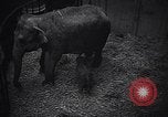 Image New Born Baby Elephant l'Europe, 1938, de la seconde 18 séquences d'archives historiques vidéo 65675036139