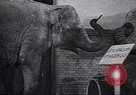 Image New Born Baby Elephant l'Europe, 1938, de la seconde 19 séquences d'archives historiques vidéo 65675036139