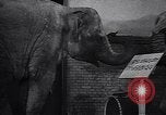 Image New Born Baby Elephant l'Europe, 1938, de la seconde 20 séquences d'archives historiques vidéo 65675036139