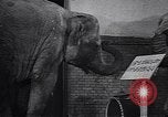 Image New Born Baby Elephant l'Europe, 1938, de la seconde 21 séquences d'archives historiques vidéo 65675036139
