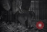 Image New Born Baby Elephant l'Europe, 1938, de la seconde 22 séquences d'archives historiques vidéo 65675036139