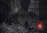 Image New Born Baby Elephant l'Europe, 1938, de la seconde 23 séquences d'archives historiques vidéo 65675036139
