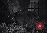 Image New Born Baby Elephant l'Europe, 1938, de la seconde 24 séquences d'archives historiques vidéo 65675036139