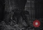 Image New Born Baby Elephant l'Europe, 1938, de la seconde 25 séquences d'archives historiques vidéo 65675036139