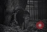 Image New Born Baby Elephant l'Europe, 1938, de la seconde 26 séquences d'archives historiques vidéo 65675036139