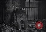 Image New Born Baby Elephant l'Europe, 1938, de la seconde 27 séquences d'archives historiques vidéo 65675036139