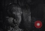 Image New Born Baby Elephant l'Europe, 1938, de la seconde 28 séquences d'archives historiques vidéo 65675036139