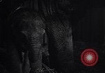 Image New Born Baby Elephant l'Europe, 1938, de la seconde 29 séquences d'archives historiques vidéo 65675036139