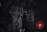 Image New Born Baby Elephant l'Europe, 1938, de la seconde 30 séquences d'archives historiques vidéo 65675036139