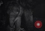 Image New Born Baby Elephant l'Europe, 1938, de la seconde 31 séquences d'archives historiques vidéo 65675036139
