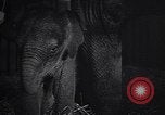 Image New Born Baby Elephant l'Europe, 1938, de la seconde 32 séquences d'archives historiques vidéo 65675036139