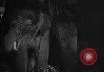 Image New Born Baby Elephant l'Europe, 1938, de la seconde 33 séquences d'archives historiques vidéo 65675036139