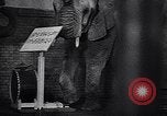 Image New Born Baby Elephant l'Europe, 1938, de la seconde 34 séquences d'archives historiques vidéo 65675036139
