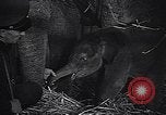 Image New Born Baby Elephant l'Europe, 1938, de la seconde 36 séquences d'archives historiques vidéo 65675036139