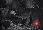 Image New Born Baby Elephant l'Europe, 1938, de la seconde 37 séquences d'archives historiques vidéo 65675036139