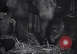 Image New Born Baby Elephant l'Europe, 1938, de la seconde 38 séquences d'archives historiques vidéo 65675036139