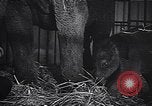 Image New Born Baby Elephant l'Europe, 1938, de la seconde 39 séquences d'archives historiques vidéo 65675036139