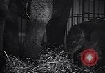 Image New Born Baby Elephant l'Europe, 1938, de la seconde 40 séquences d'archives historiques vidéo 65675036139