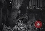 Image New Born Baby Elephant l'Europe, 1938, de la seconde 41 séquences d'archives historiques vidéo 65675036139