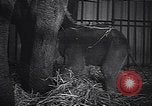 Image New Born Baby Elephant l'Europe, 1938, de la seconde 42 séquences d'archives historiques vidéo 65675036139