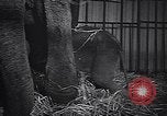 Image New Born Baby Elephant l'Europe, 1938, de la seconde 43 séquences d'archives historiques vidéo 65675036139