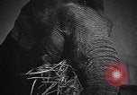 Image New Born Baby Elephant l'Europe, 1938, de la seconde 44 séquences d'archives historiques vidéo 65675036139
