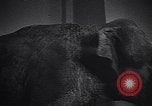 Image New Born Baby Elephant l'Europe, 1938, de la seconde 45 séquences d'archives historiques vidéo 65675036139