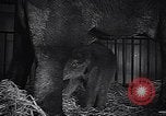 Image New Born Baby Elephant l'Europe, 1938, de la seconde 46 séquences d'archives historiques vidéo 65675036139