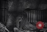Image New Born Baby Elephant l'Europe, 1938, de la seconde 47 séquences d'archives historiques vidéo 65675036139
