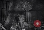 Image New Born Baby Elephant l'Europe, 1938, de la seconde 48 séquences d'archives historiques vidéo 65675036139