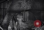 Image New Born Baby Elephant l'Europe, 1938, de la seconde 49 séquences d'archives historiques vidéo 65675036139