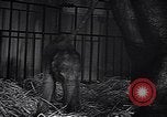 Image New Born Baby Elephant l'Europe, 1938, de la seconde 51 séquences d'archives historiques vidéo 65675036139