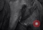 Image New Born Baby Elephant l'Europe, 1938, de la seconde 52 séquences d'archives historiques vidéo 65675036139