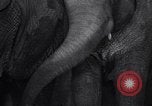 Image New Born Baby Elephant l'Europe, 1938, de la seconde 53 séquences d'archives historiques vidéo 65675036139