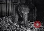 Image New Born Baby Elephant l'Europe, 1938, de la seconde 56 séquences d'archives historiques vidéo 65675036139