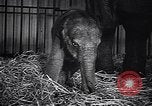 Image New Born Baby Elephant l'Europe, 1938, de la seconde 57 séquences d'archives historiques vidéo 65675036139