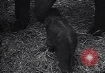 Image New Born Baby Elephant l'Europe, 1938, de la seconde 60 séquences d'archives historiques vidéo 65675036139